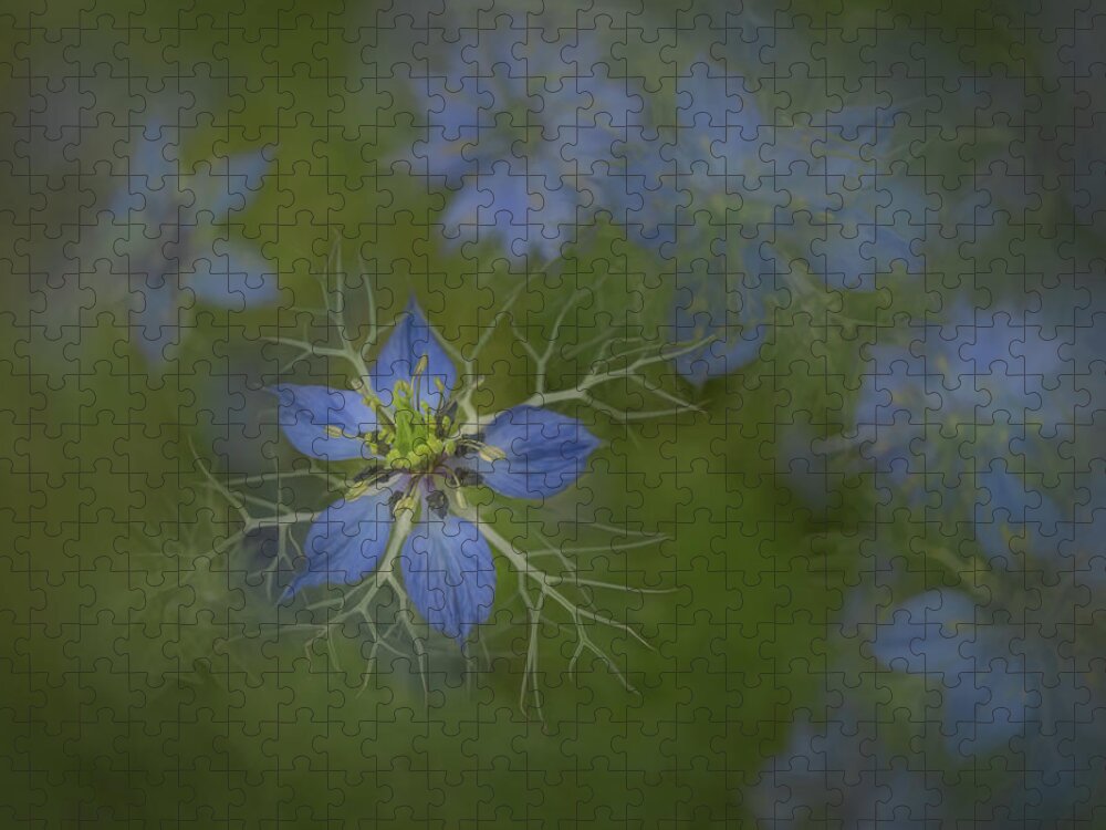 Love In A Mist Jigsaw Puzzle featuring the photograph Love in a Mist in Nature by Sylvia Goldkranz
