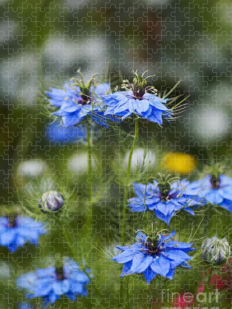 Nigella Jigsaw Puzzle featuring the photograph Love In The Mist Display by Joy Watson