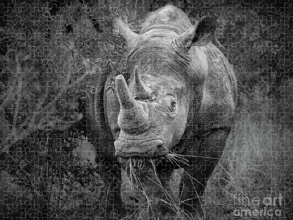 White Rhino Jigsaw Puzzle featuring the photograph Lunch by Jamie Pham