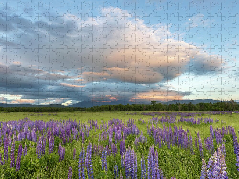 Lupine Jigsaw Puzzle featuring the photograph Lupine Sunset Meadows Glow by White Mountain Images