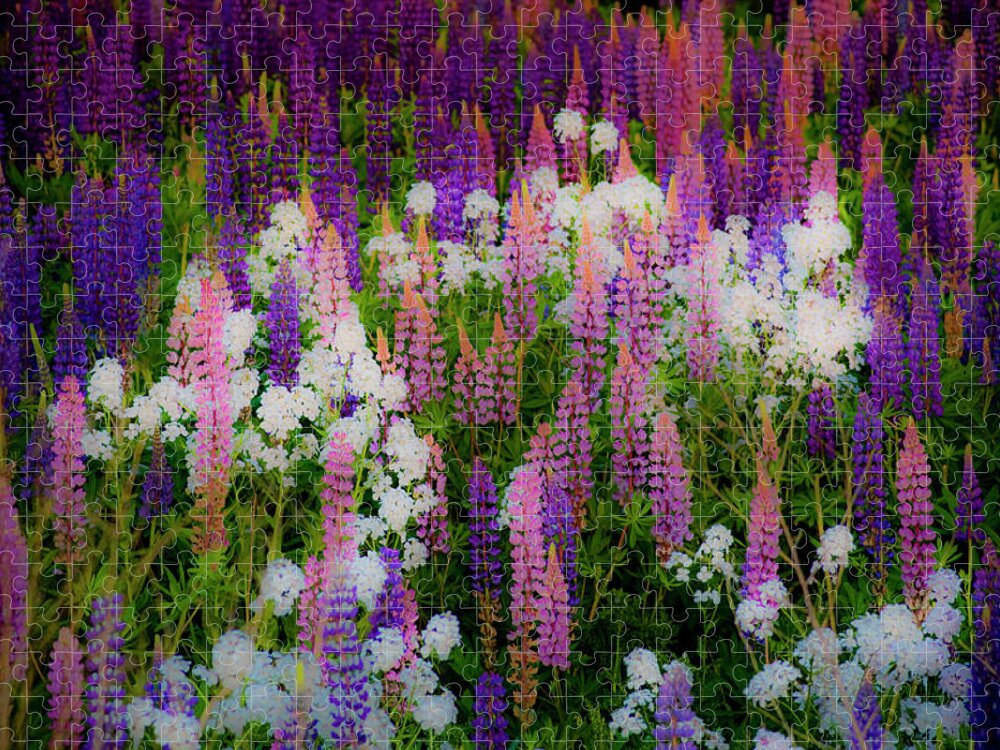 Flowers Jigsaw Puzzle featuring the photograph Lupineland by Jeff Cooper