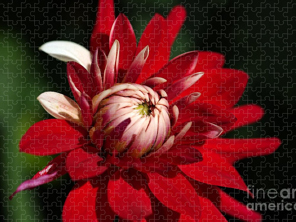 Fire And Ice Jigsaw Puzzle featuring the photograph Lush Red Dahlia by Joy Watson