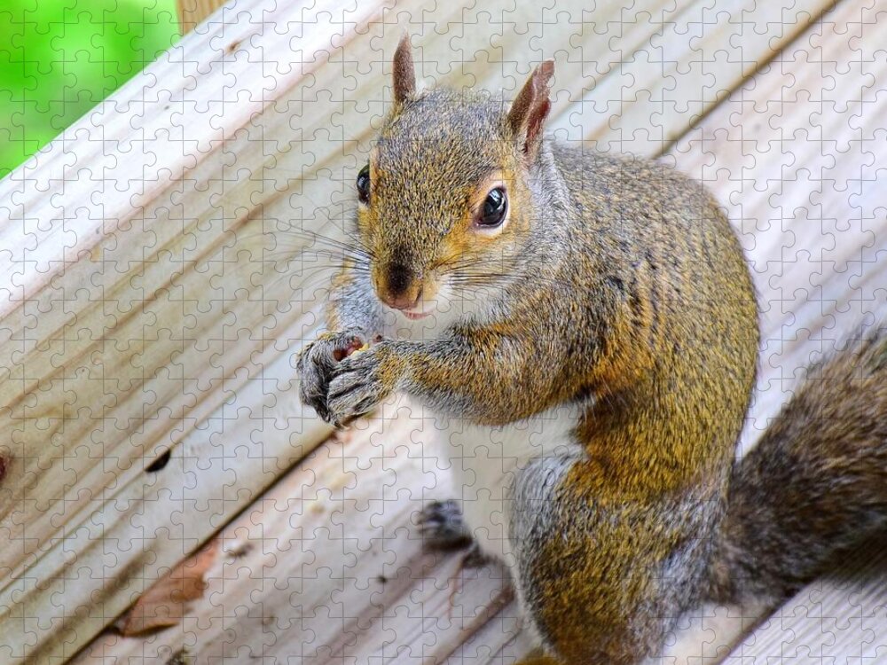 Squirrel Jigsaw Puzzle featuring the photograph Ma'am, may I have another nut? by Lynn Hunt