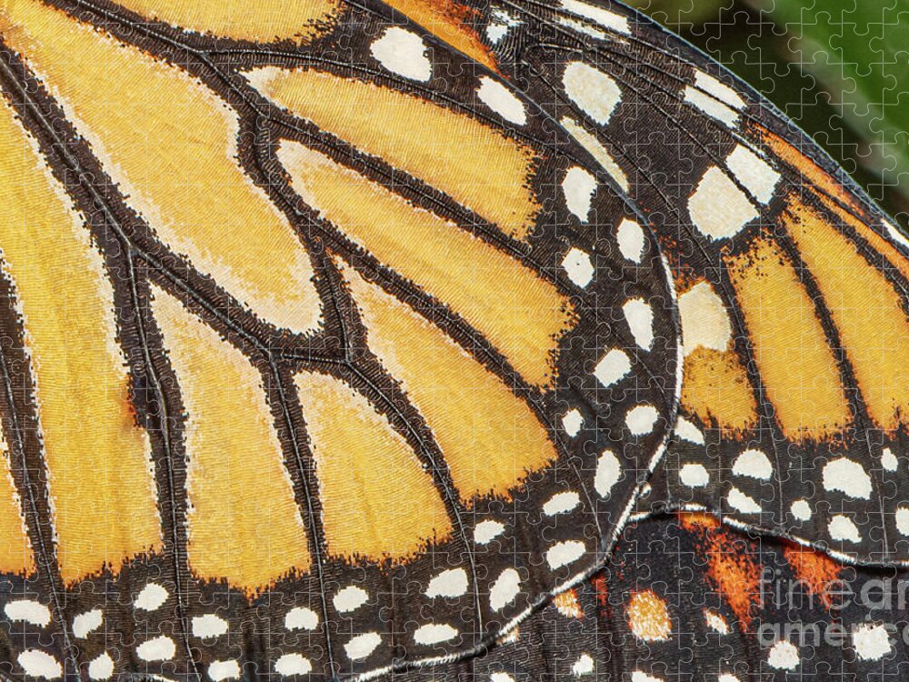 Monarch Jigsaw Puzzle featuring the photograph Macro Monarch by Amfmgirl Photography