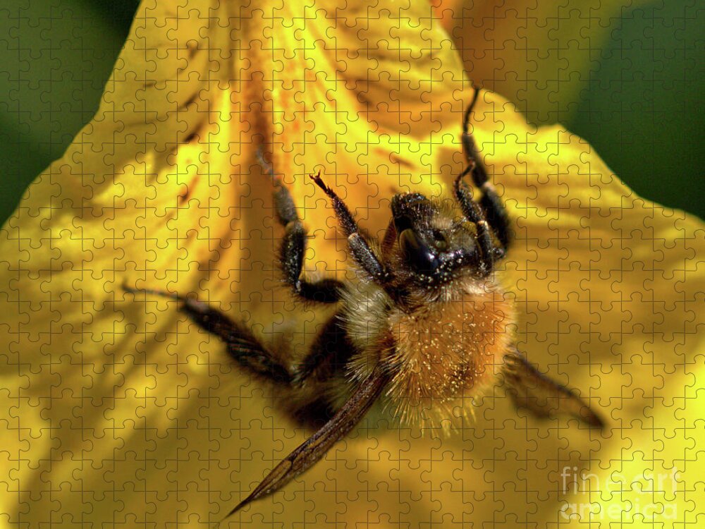 Nature Jigsaw Puzzle featuring the photograph Macro of Bee on Iris Bloom by Baggieoldboy