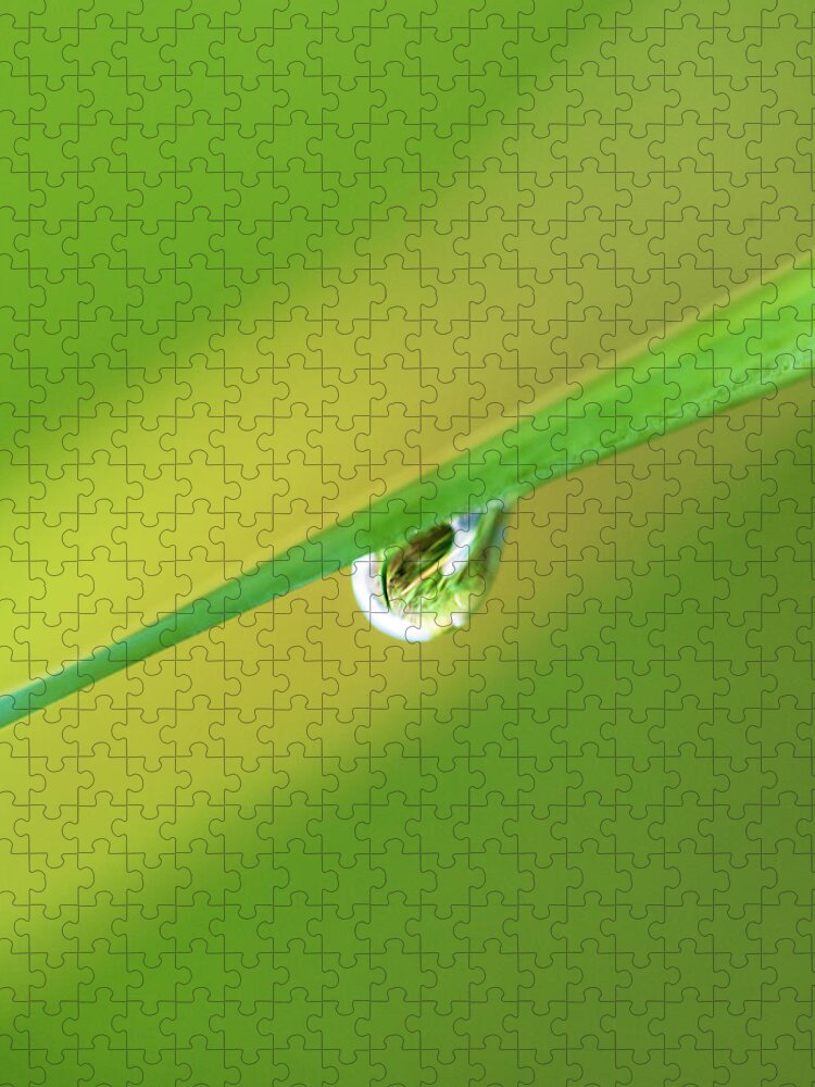 Plants Jigsaw Puzzle featuring the photograph Macro Photography - Rain Drop by Amelia Pearn