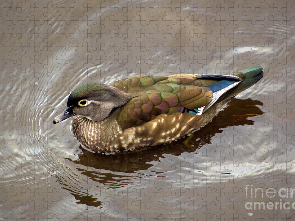 Wood Duck Hen Jigsaw Puzzle featuring the photograph Madame Wood Duck by Sea Change Vibes