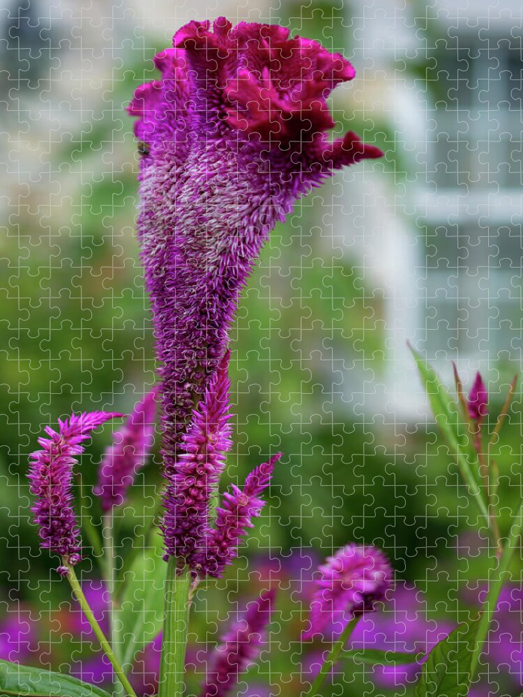 Celosia Jigsaw Puzzle featuring the photograph Magenta Celosia Flowers by Lisa Blake