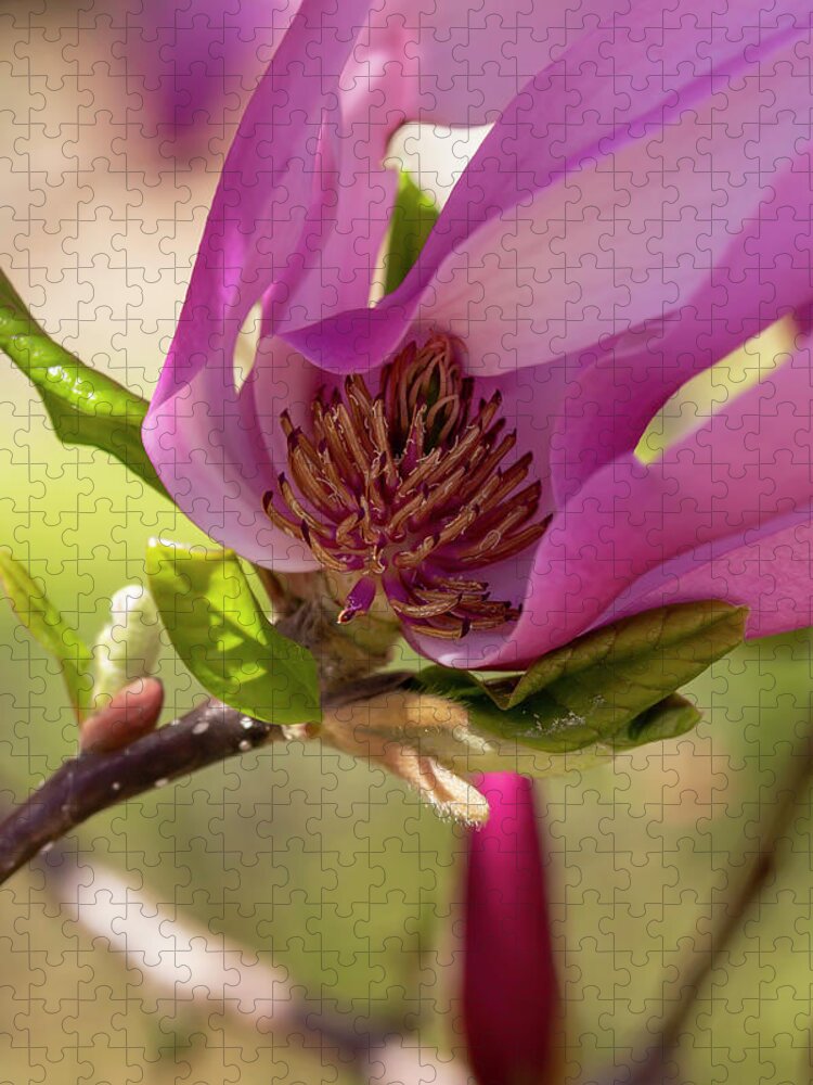 Flower Jigsaw Puzzle featuring the photograph Magnolia Ann 2 by Dawn Cavalieri