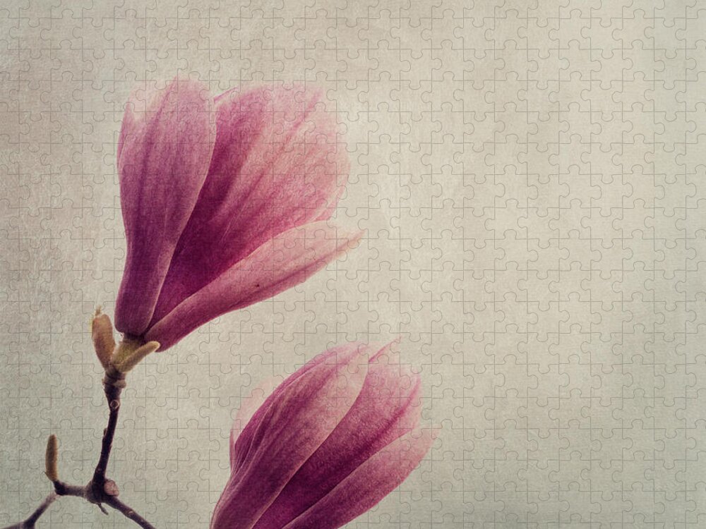 Magnolia Jigsaw Puzzle featuring the photograph Magnolia flower on art texture by Jelena Jovanovic