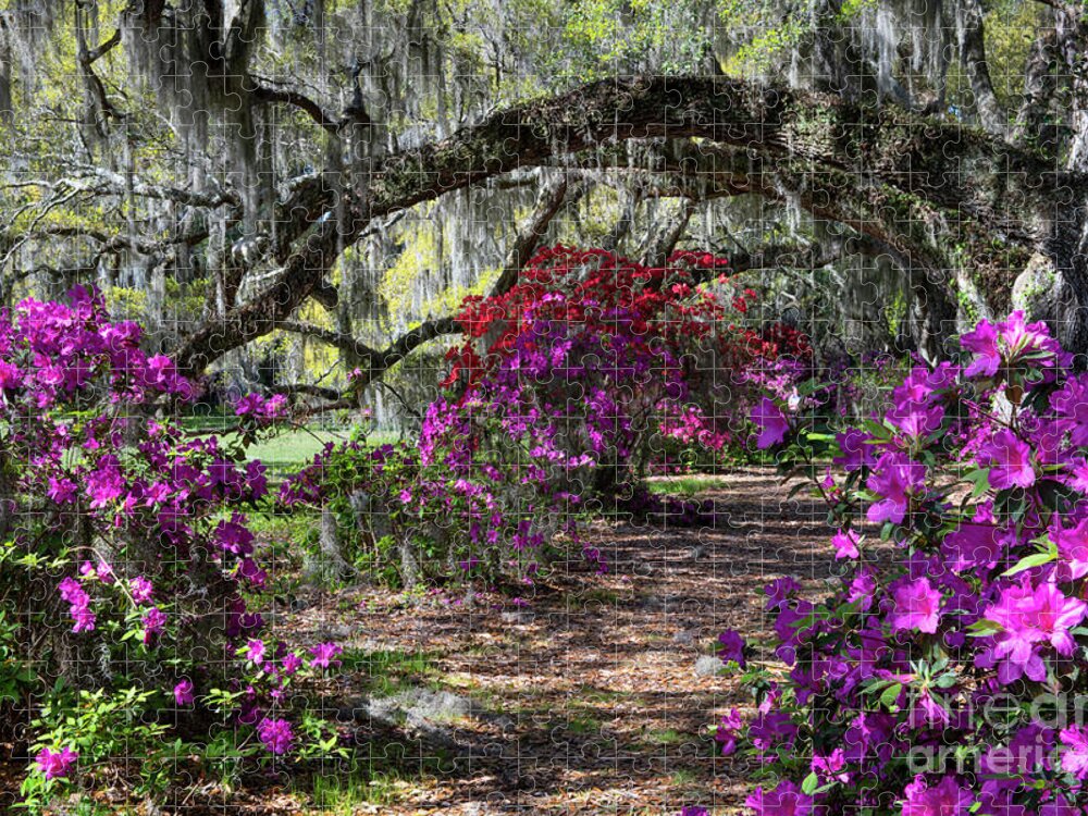 Magnolia Plantation Jigsaw Puzzle featuring the photograph Magnolia Plantation Path under the Oaks - Charleston South Carolina by Dale Powell