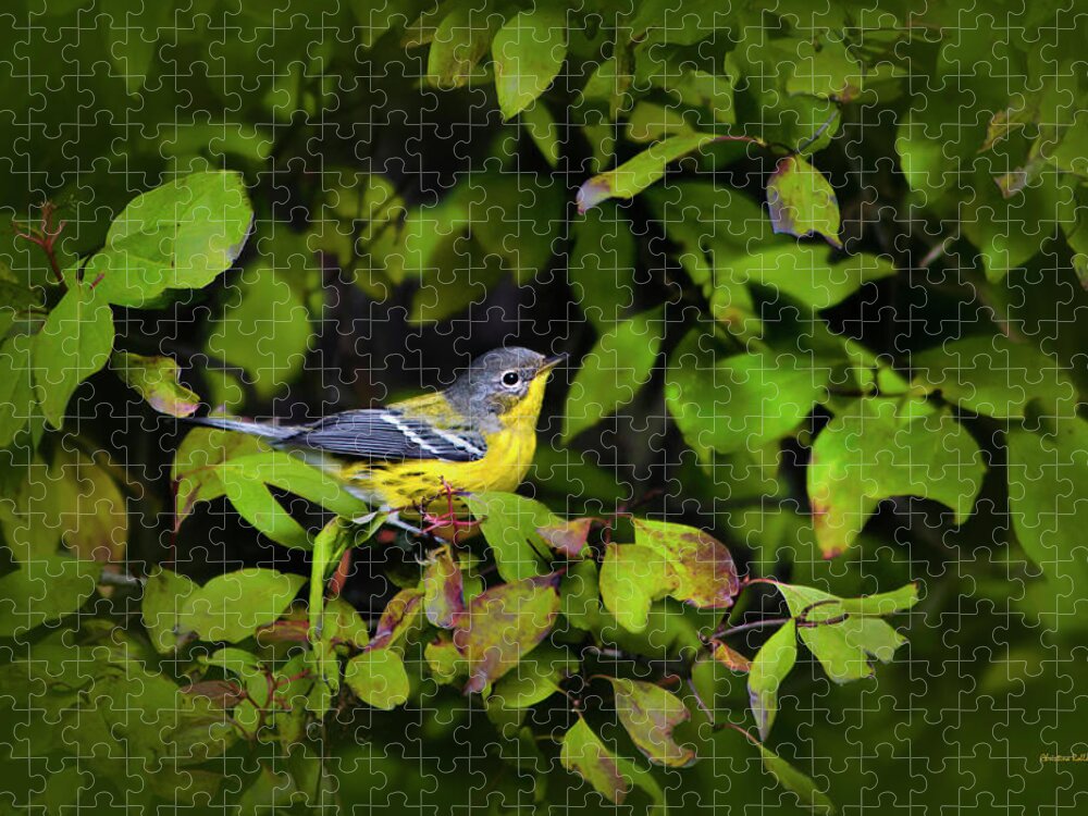 Warbler Jigsaw Puzzle featuring the photograph Magnolia Warbler by Christina Rollo