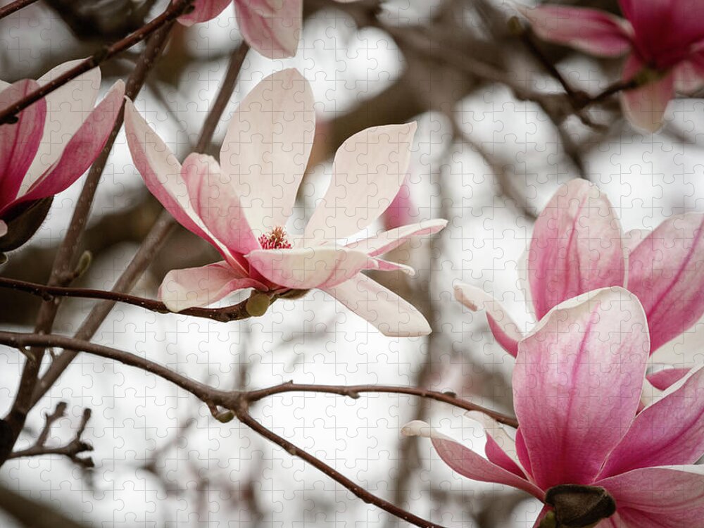 Mcdowell County Jigsaw Puzzle featuring the photograph Magnolias in March by Joni Eskridge
