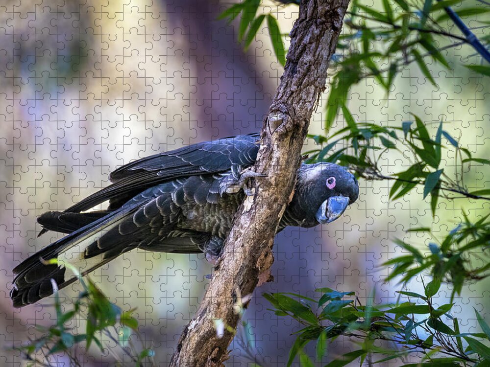 Carnaby's Black Cockatoo Jigsaw Puzzle featuring the photograph Male Carnaby's Black Cockatoo Male by Diana Andersen