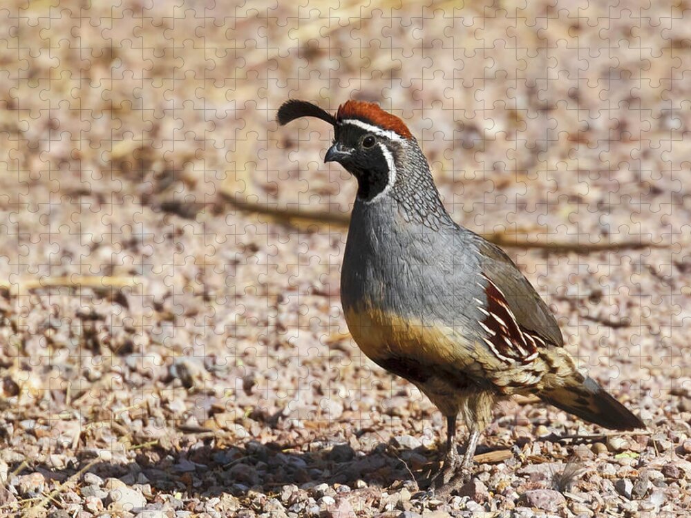 Quail Jigsaw Puzzle featuring the photograph Male Gambel's Quail by Susan Rissi Tregoning