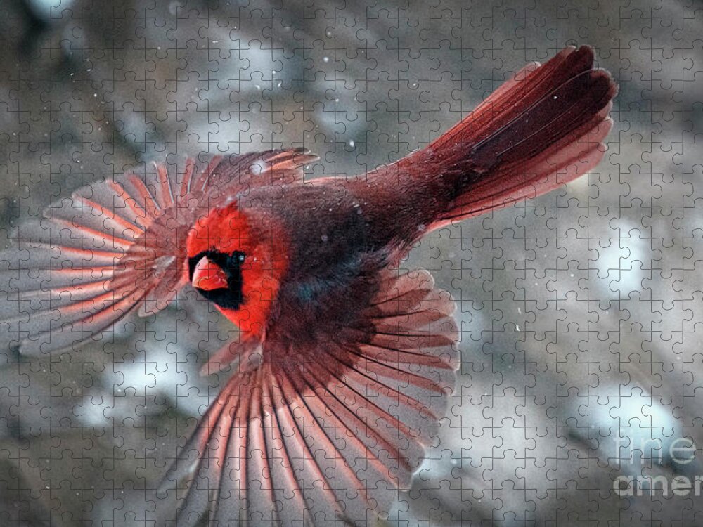 Northern Cardinal Jigsaw Puzzle featuring the photograph Male Northern Cardinal in a Snow Storm by Sandra Rust