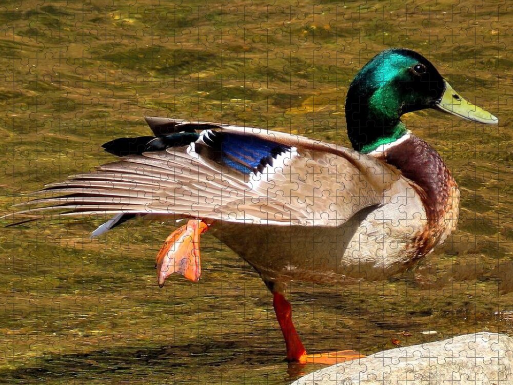 Ducks Jigsaw Puzzle featuring the photograph Mallard Doing the Big Stretch by Linda Stern
