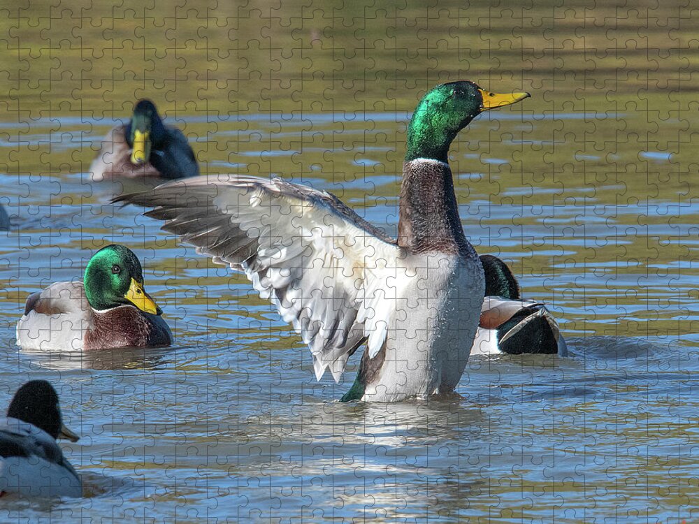 Nature Jigsaw Puzzle featuring the photograph Mallard Drake Flapping His Wings DWF0205 by Gerry Gantt