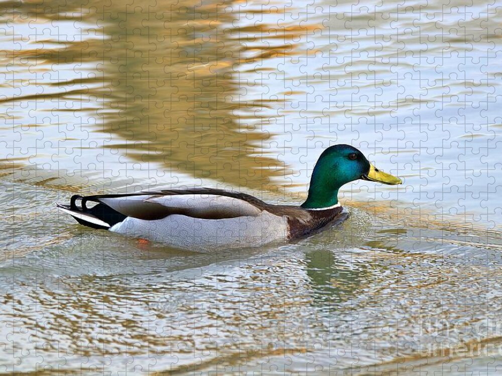 Mallard Duck Jigsaw Puzzle featuring the photograph Mallard Duck Swimming in Water by Yvonne M Smith
