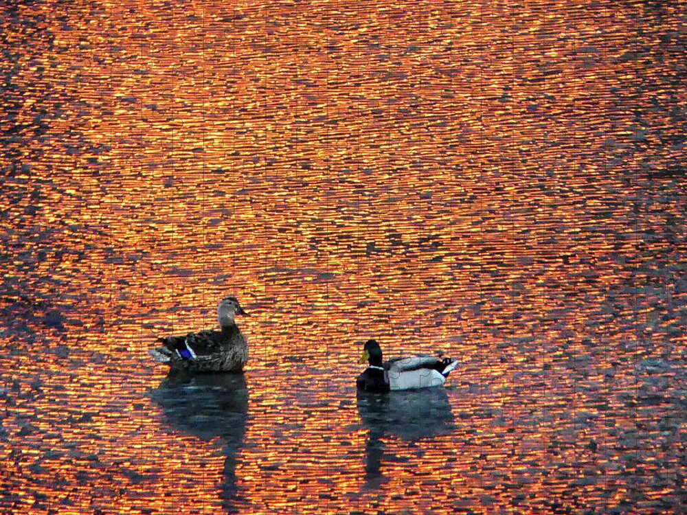 River Jigsaw Puzzle featuring the photograph Mallards on Danvers River at Sunset by Scott Hufford