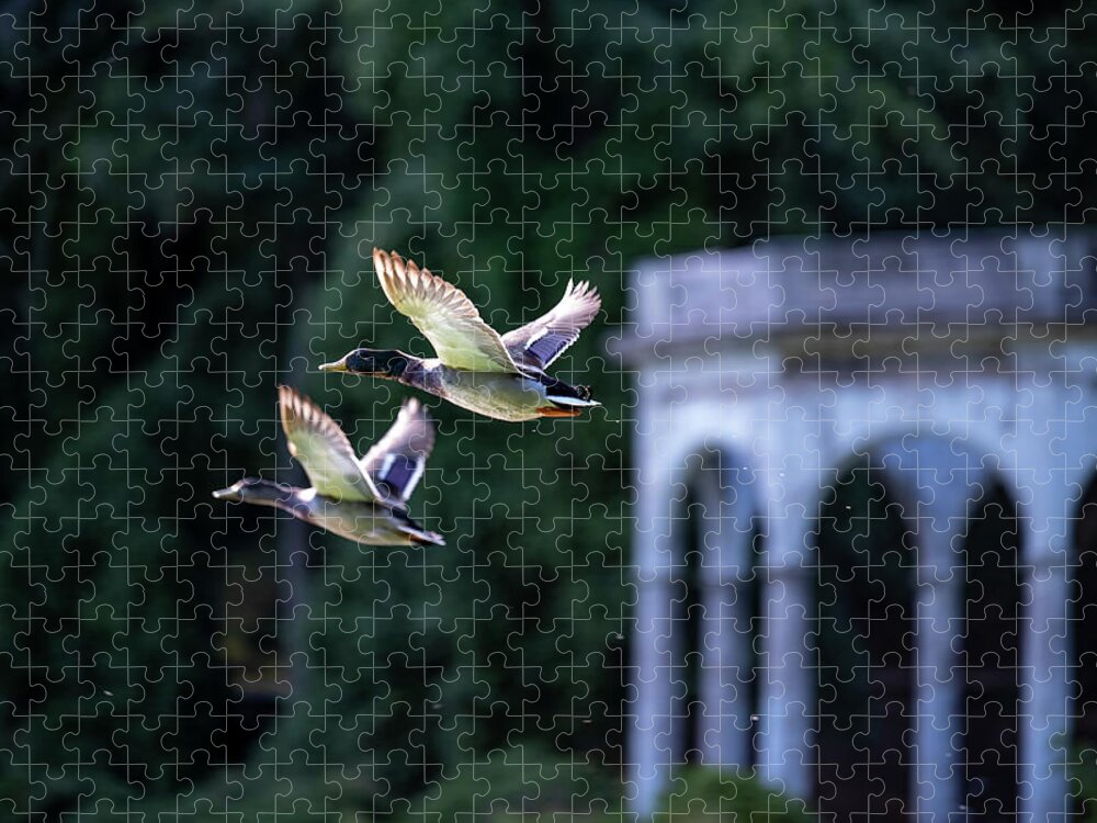 Mallard Ducks Jigsaw Puzzle featuring the photograph Mallards Take Flight 3 by Kevin Suttlehan