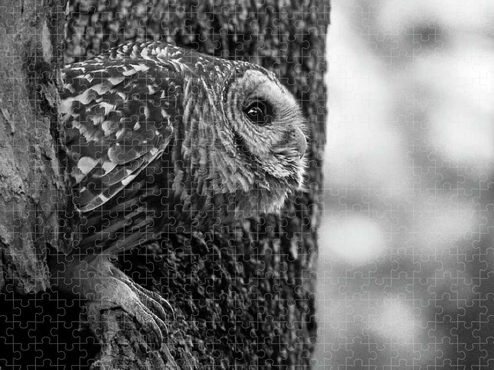Mama Barred Owl Jigsaw Puzzle featuring the photograph Mama Barred Owl Ready to Fly Away by Puttaswamy Ravishankar