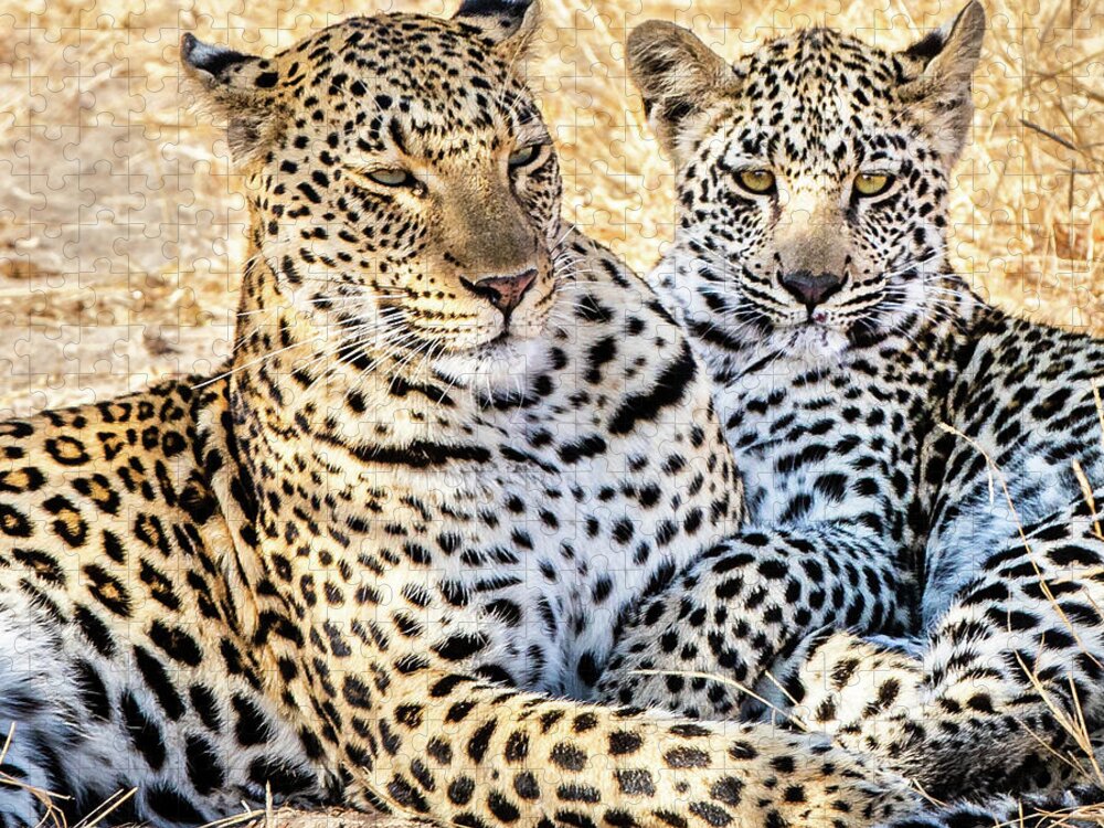 Leopard Jigsaw Puzzle featuring the photograph Mama Leopard And Her Cub by Elvira Peretsman
