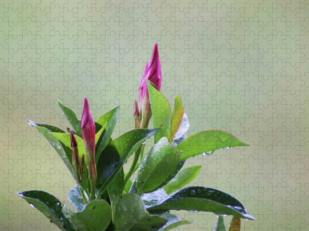  Jigsaw Puzzle featuring the photograph Mandevilla Drops by Heather E Harman