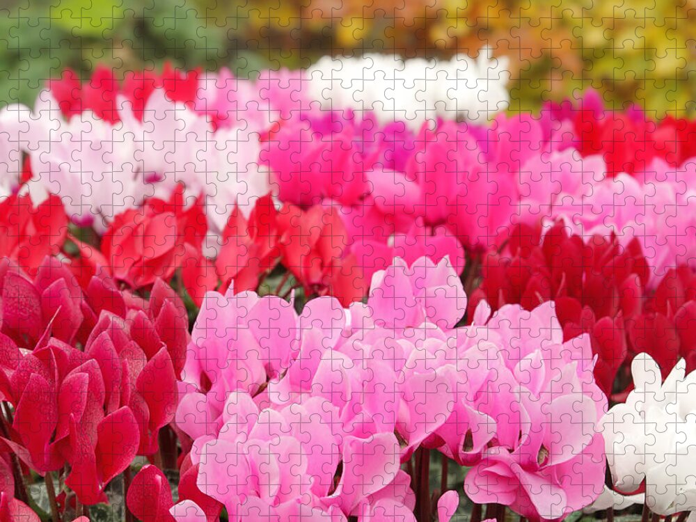 Cyclamen Jigsaw Puzzle featuring the photograph Many Cyclamen by Maria Meester