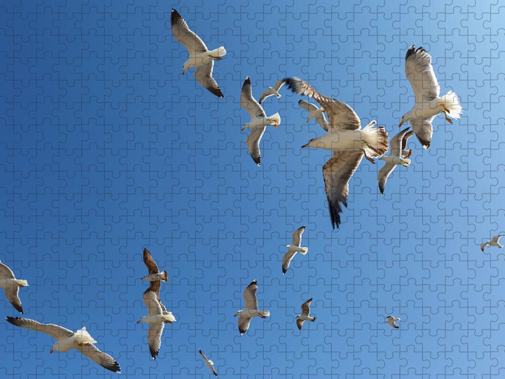 Sky Jigsaw Puzzle featuring the photograph Many seagulls fly against the blue sky by Mikhail Kokhanchikov