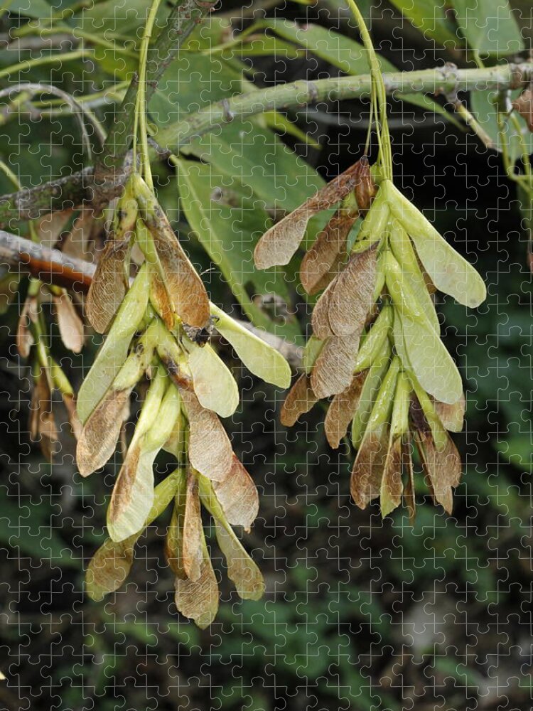 Tree Seeds Jigsaw Puzzle featuring the photograph Maple Tree Seeds by Valerie Collins
