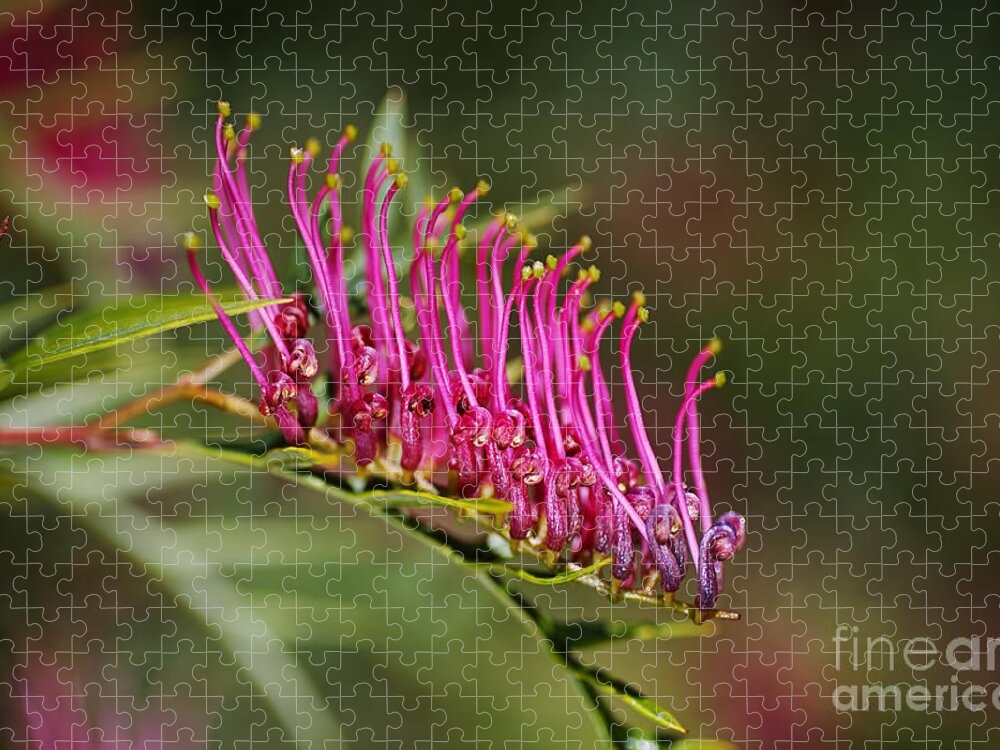 Grevillea Towera Poorinda Anticipation Jigsaw Puzzle featuring the photograph Marching On Pink Grevillea Flower by Joy Watson