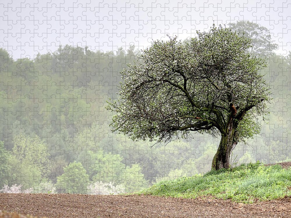 Trees Jigsaw Puzzle featuring the photograph Marilla Tree by Don Nieman