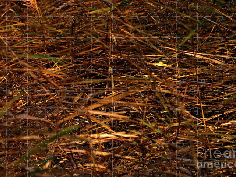 Abstract Jigsaw Puzzle featuring the photograph Marsh Grasses in the breeze by Baggieoldboy