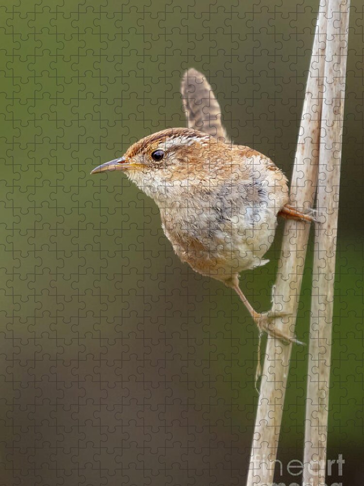 Cattail Jigsaw Puzzle featuring the photograph Marsh Wren Perches on Reeds #3 by Nancy Gleason