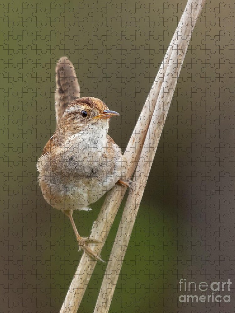 Cattail Jigsaw Puzzle featuring the photograph Marsh Wren Perches on Reeds #4 by Nancy Gleason