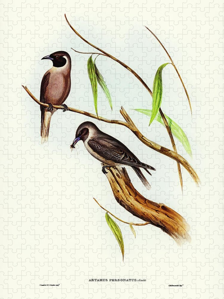 Masked Wood Swallow Jigsaw Puzzle featuring the drawing Masked Wood Swallow, Artamus personates by John Gould