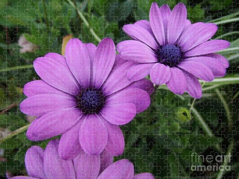 Flowers Jigsaw Puzzle featuring the photograph Mauve Muses by Kimberly Furey