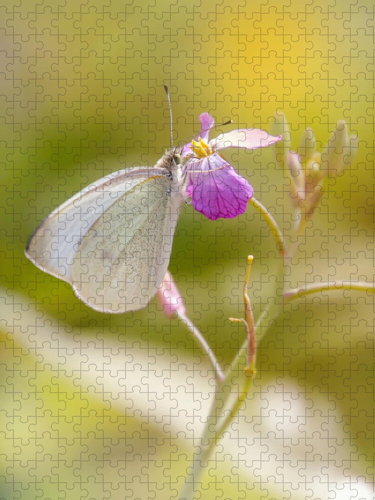 Butterfly Jigsaw Puzzle featuring the photograph Meadow life 23 by Jaroslav Buna