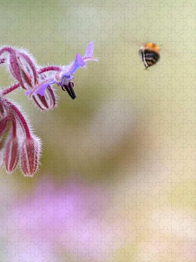 Bumblebee Jigsaw Puzzle featuring the photograph Meadow life 28 by Jaroslav Buna