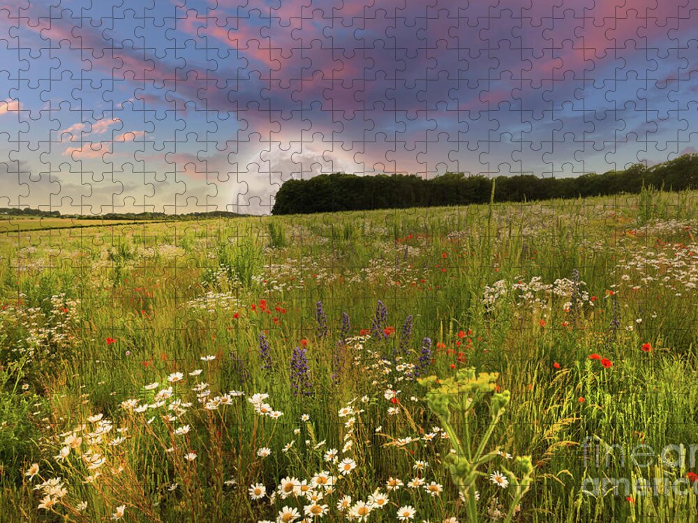 Norfolk Jigsaw Puzzle featuring the photograph Mega moon rising over flower meadow by Simon Bratt