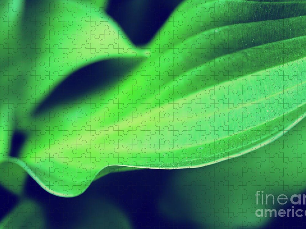 Abstract Jigsaw Puzzle featuring the photograph Mellow Hosta Leaves Botanical / Nature Photograph by PIPA Fine Art - Simply Solid
