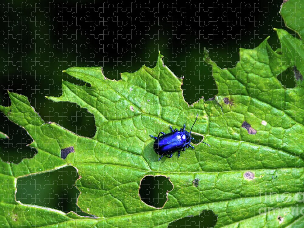Agriculture Jigsaw Puzzle featuring the photograph Metallic Blue Leaf Beetle On Green Leaf With Holes by Andreas Berthold