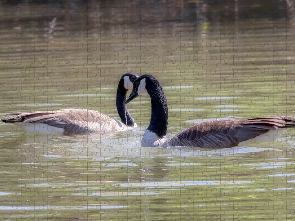 Canada Geese Jigsaw Puzzle featuring the photograph Mi Amor - Canada Geese Mating Ritual by Susan Rissi Tregoning