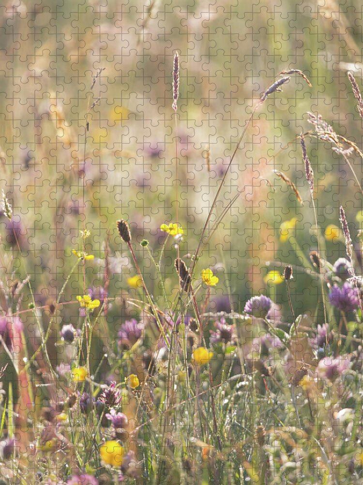 Mid Summer Meadow Jigsaw Puzzle featuring the photograph Mid summer meadow by Anita Nicholson