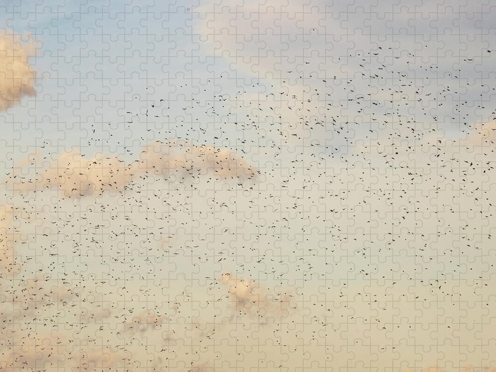 Animals Jigsaw Puzzle featuring the photograph MIgrating Birds In The Sky by Amelia Pearn