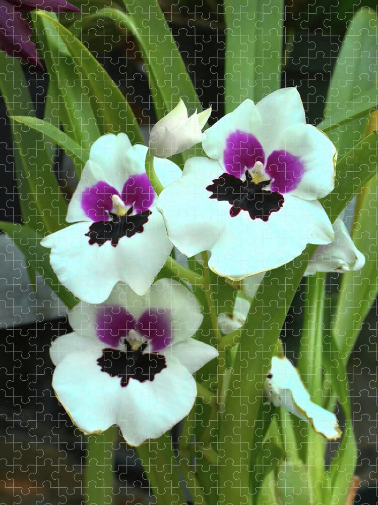 Orchid Jigsaw Puzzle featuring the photograph Militonia Pansy Orchid by Jerry Griffin