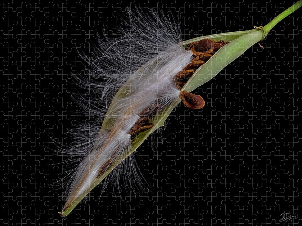 Milkweed Jigsaw Puzzle featuring the photograph Milkweed Pod 4 by Endre Balogh