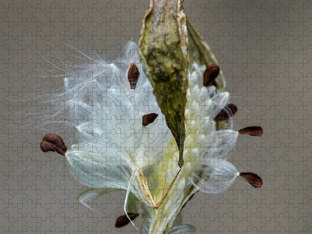 Milkweed Jigsaw Puzzle featuring the photograph Milkweed Seed Pod by Marie Dudek Brown