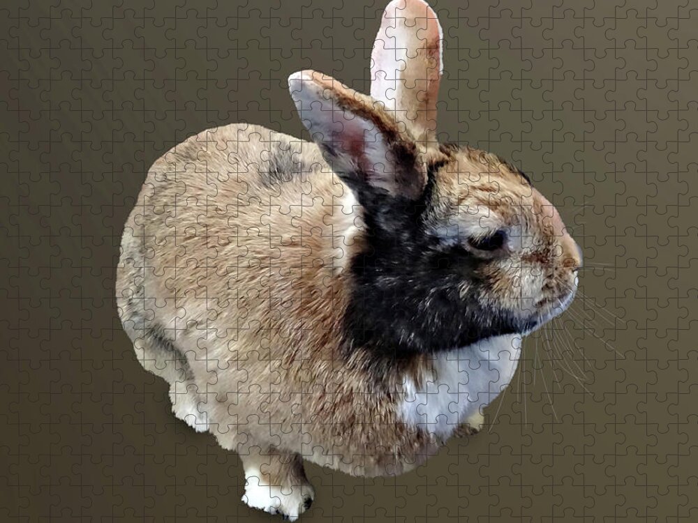 Rabbit Jigsaw Puzzle featuring the photograph Mini Rex Rabbit by Susan Savad